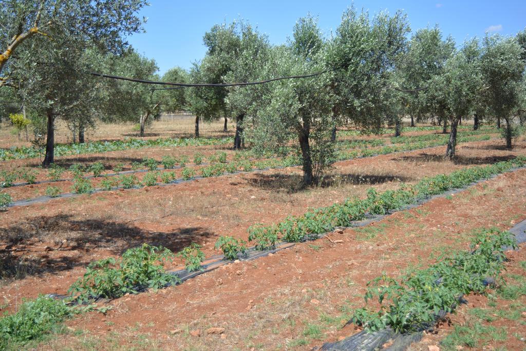 Agriturismo "Terra D'Ulivi" ปอร์โตเชซาเรโอ ภายนอก รูปภาพ